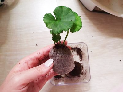  제라늄 삽목 해보자.