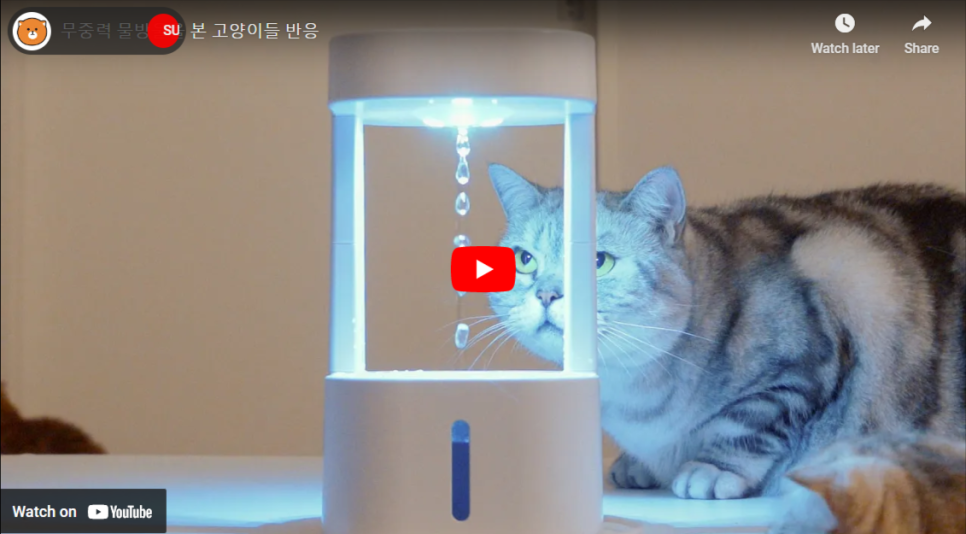무중력-물방울을-본-고양이들-반응