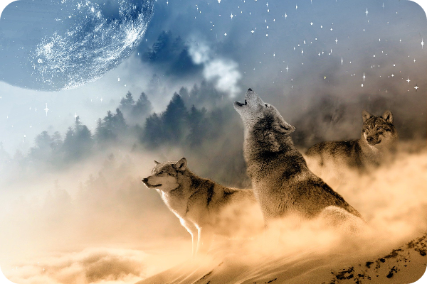 야생의-늑대-모습-더강력한-은하캠핑-극한연애-시즌2-기대한다