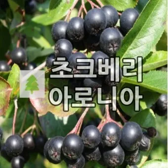 아로니아 효능 칼로리 권장섭취량_23