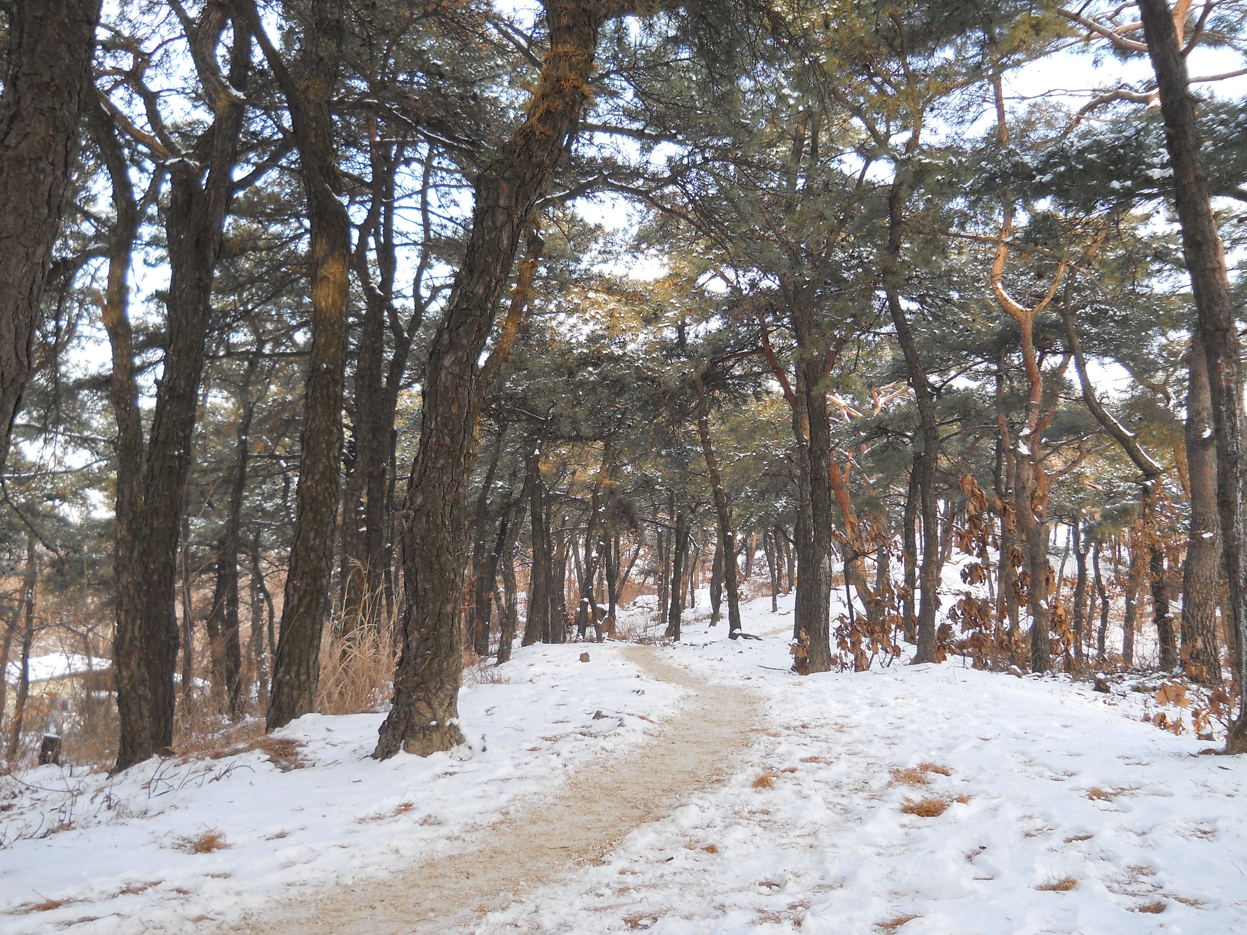 서대문구 백련산(Baengnyeonsan Mountain)