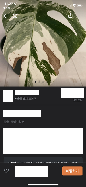 당근마켓에 올라온 몬스테라 알보.png