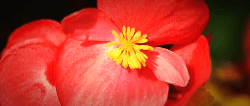 베고니아-꽃