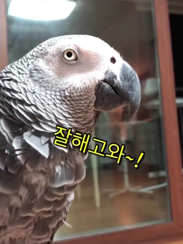  김루이를 좋아하게 될 줄이야! 잘해구와~