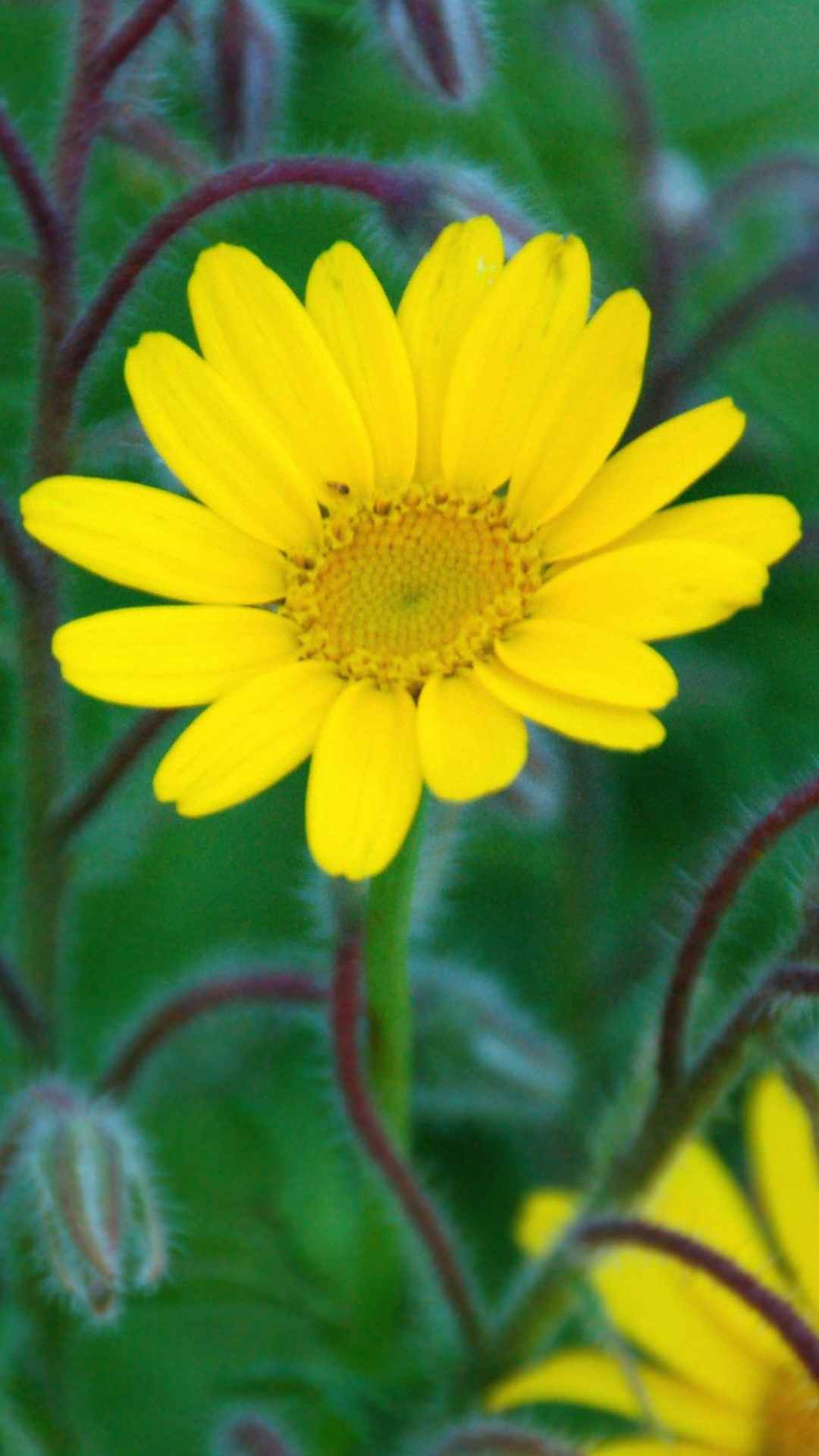 Daisy Flower iPhone Wallpaper