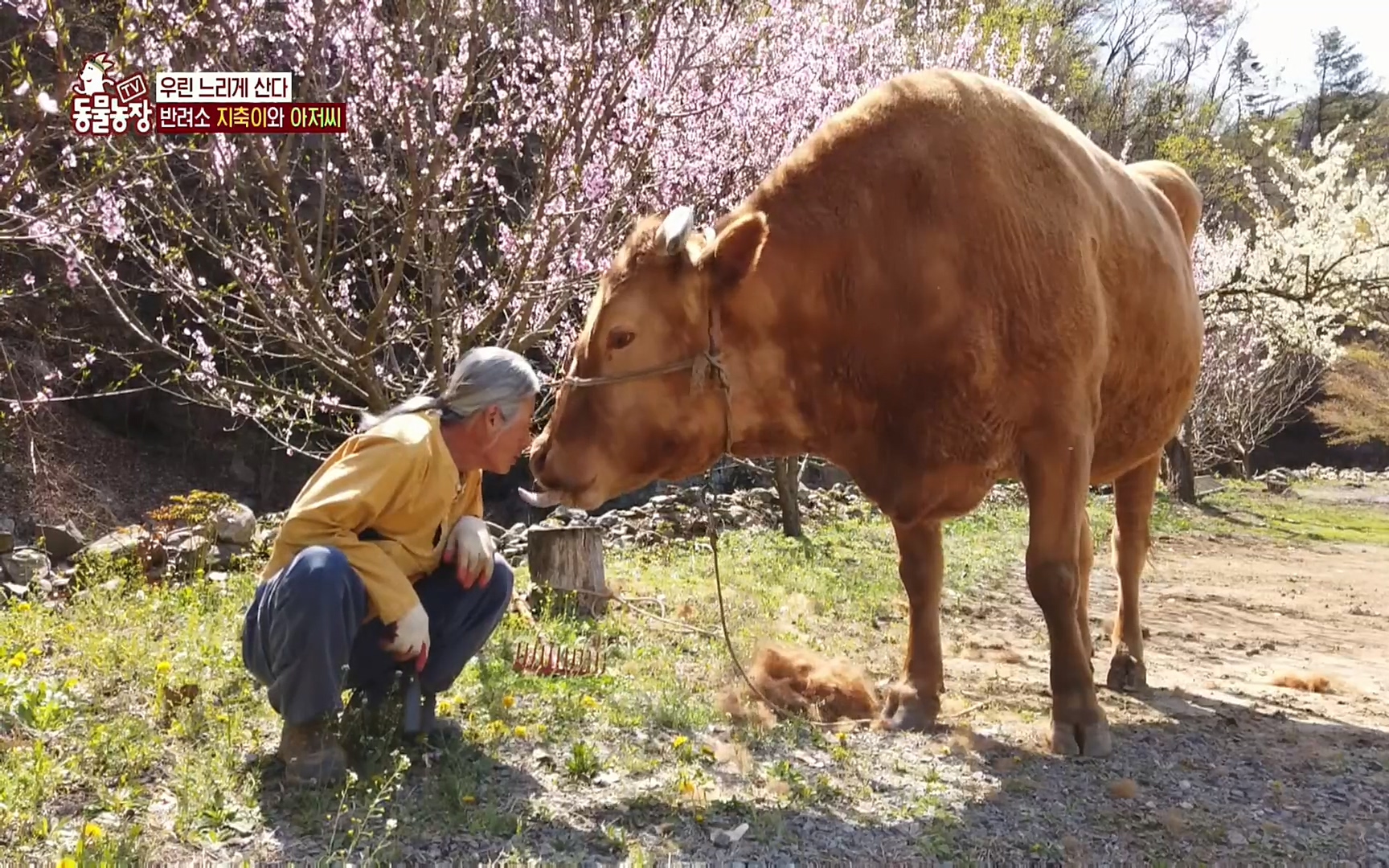 TV 동물농장.E1074.220619p.H264-F1RST.mp4_20220619_181255.634.jpg