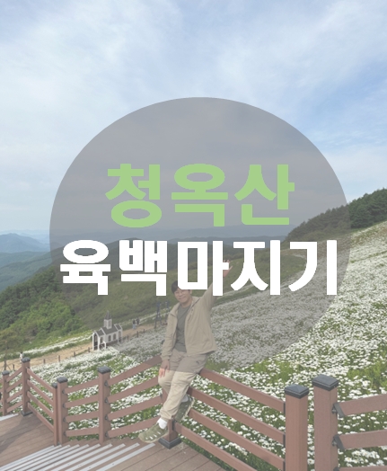 평창 청옥산 육백마지기 샤스타 데이지 꽃밭 여행