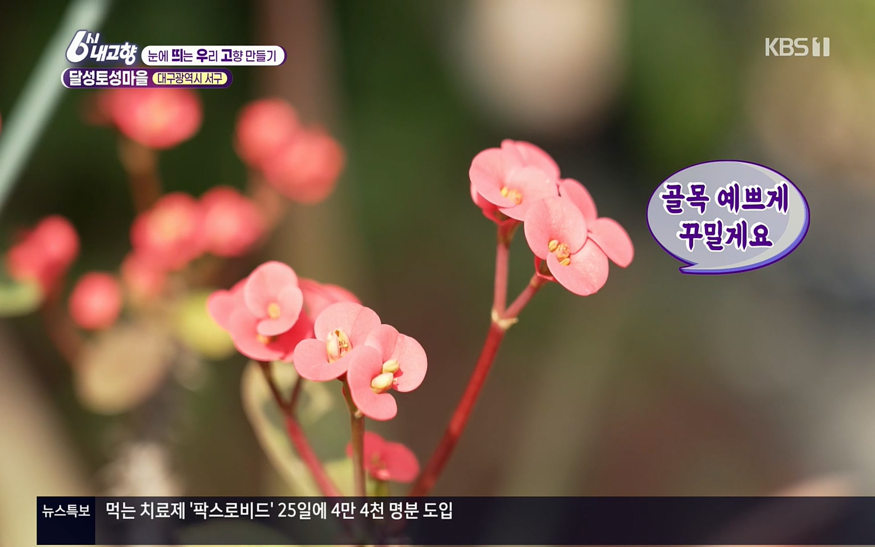 6시 내고향.E7496.220324p.H264-F1RST.mp4_20220328_175130.453.jpg