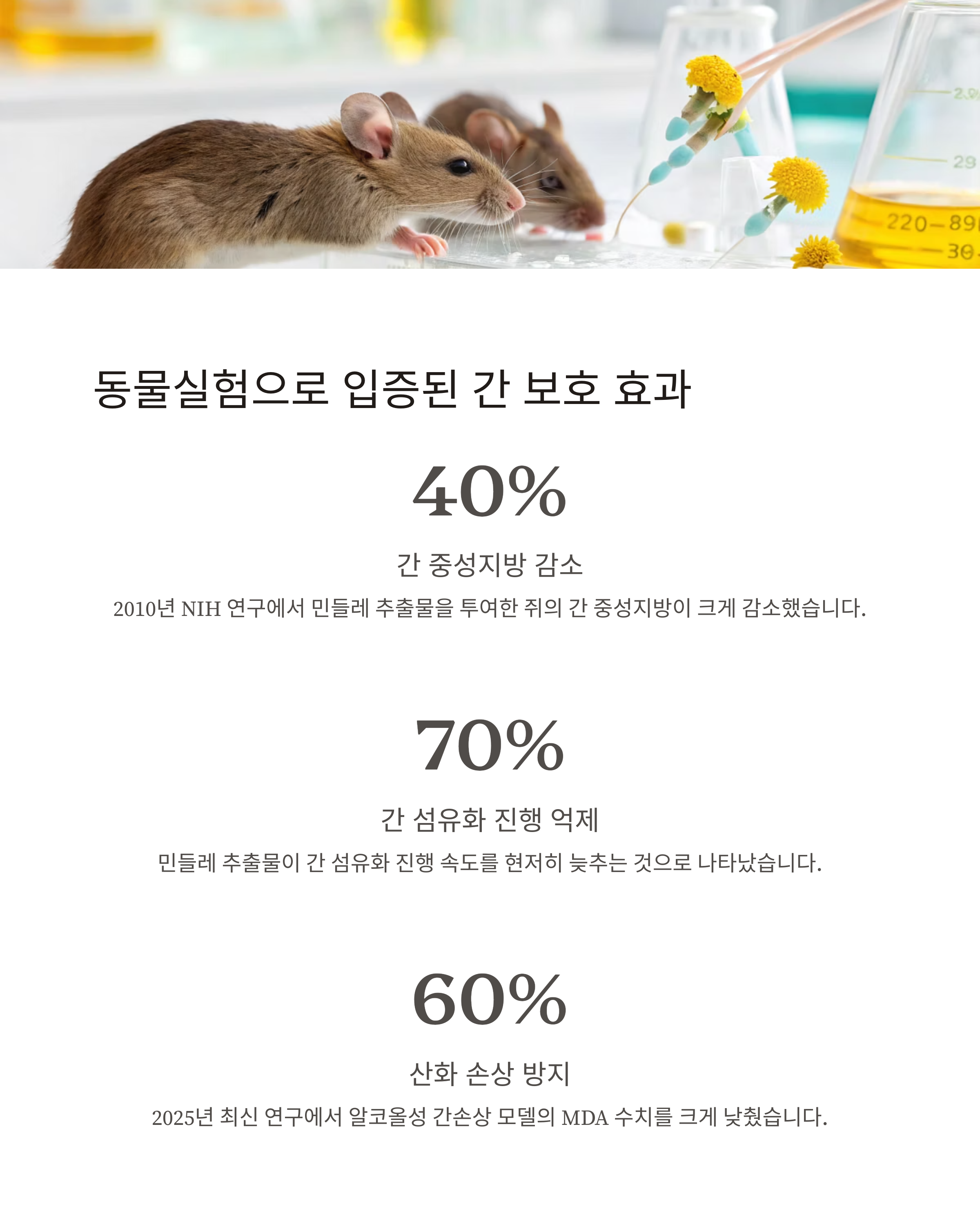 민들레차 효능