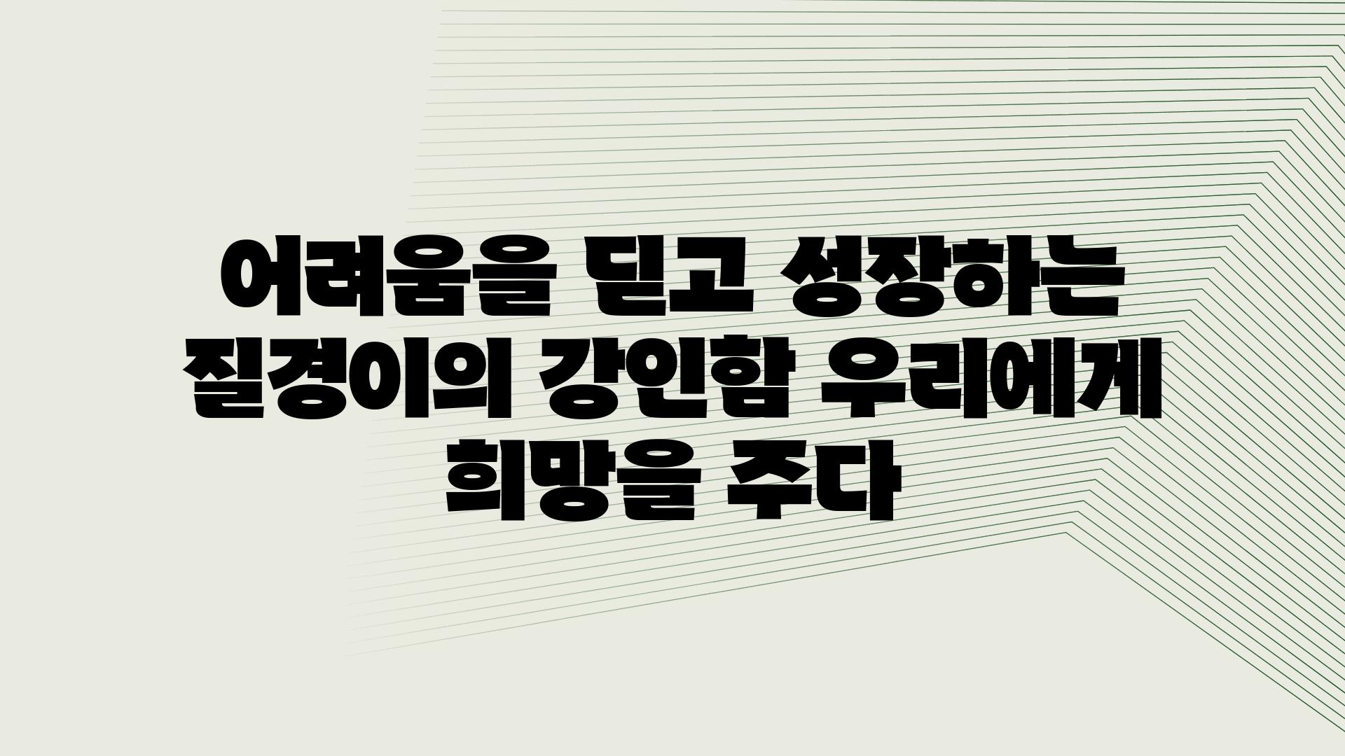 어려움을 딛고 성장하는 질경이의 강인함 우리에게 희망을 주다