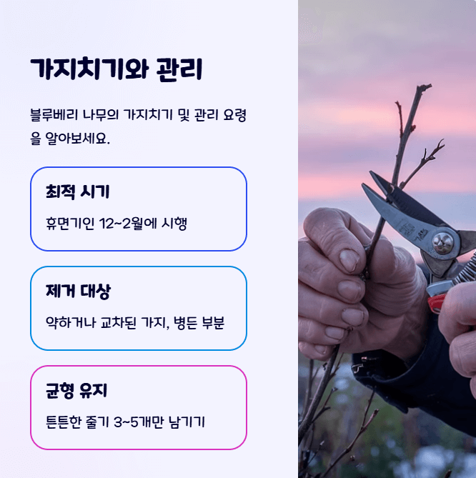 블루베리 키우기
