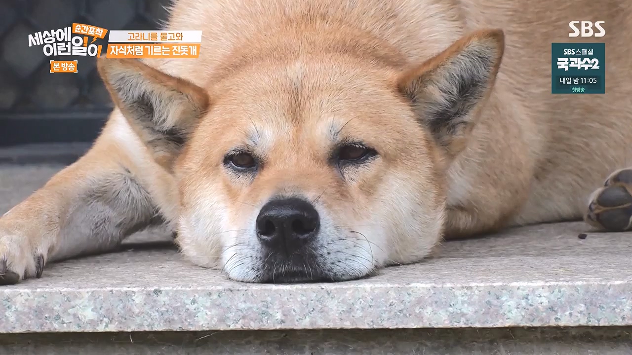 순간포착 세상에 이런일이.E1244.230903p-NEXT.mp4_20230903_173231.914.jpg