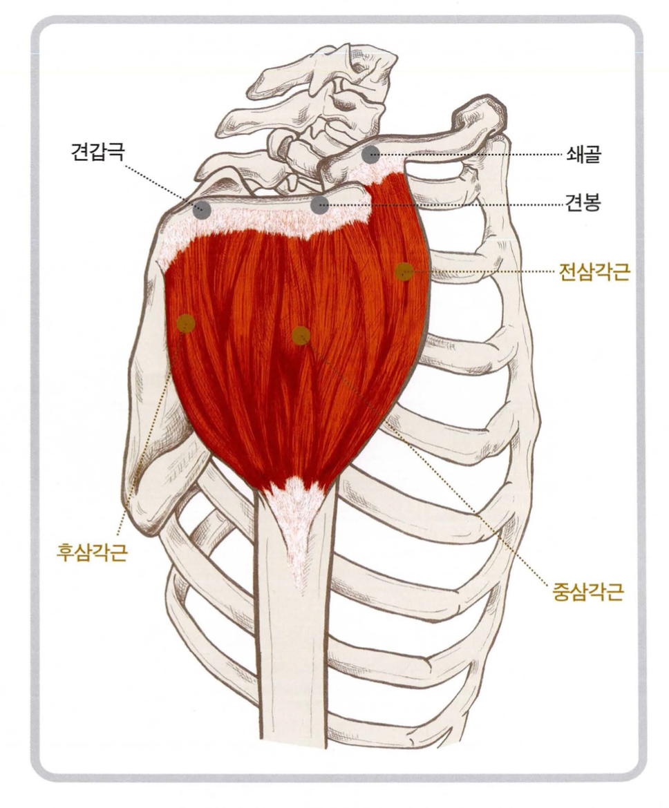 삼각근