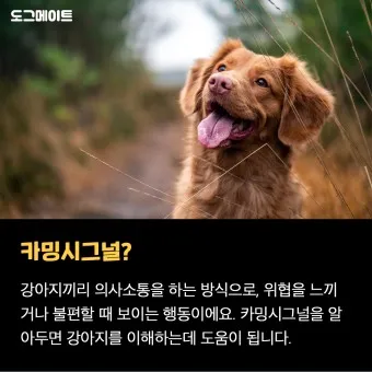 강아지 행동별 특징 의미 강아지 신호 해석 방법_17