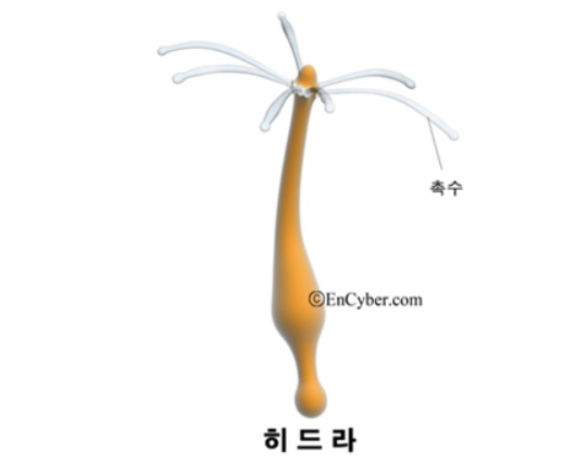 히드라 불청객 제거방법 10