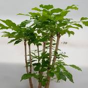 가시오가피의 12가지 장점 7