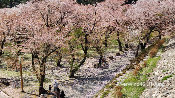 부산 벚꽃 명소