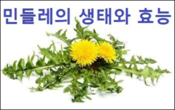 민들레의 생태와 효능