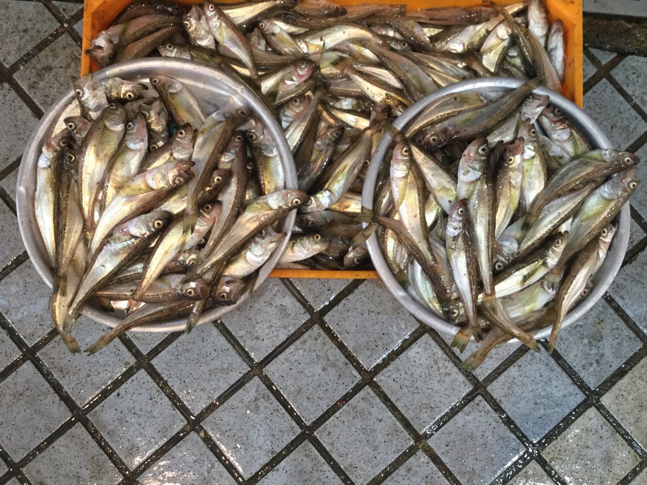  동해바다 계절 별미, 도루묵구이(Grilled Sailfin Sandfish)