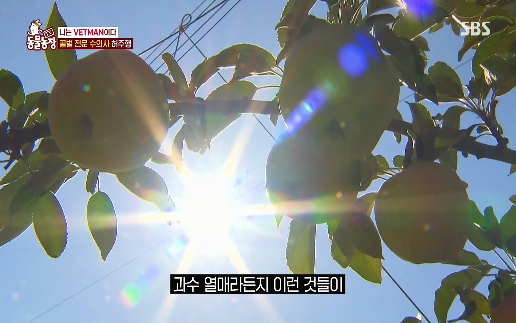 TV 동물농장.E1072.220605p.H264-F1RST.mp4_20220605_181257.009.jpg