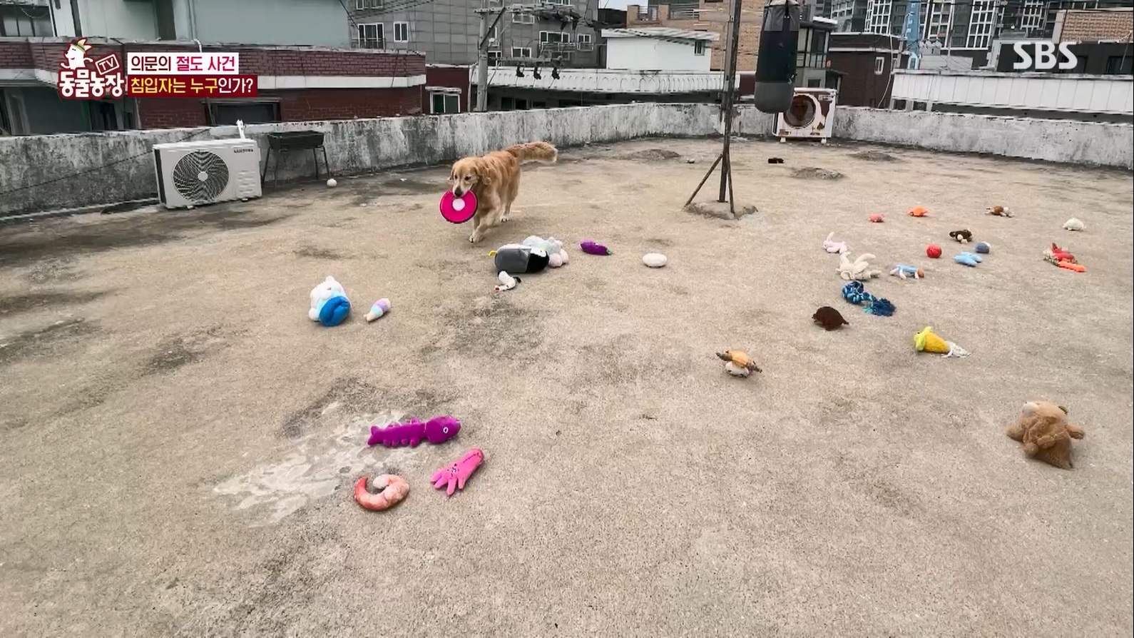 TV 동물농장.E1127.230702p.H264-F1RST.mp4_20230704_212702.666.jpg