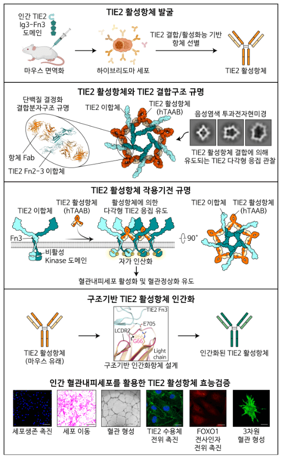  카이스트, 손상된 혈관 정상화시키는 항체 개발