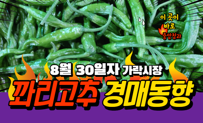  [경매사 일일보고] 8월 30일자 가락시장 꽈리고추 경매동향을 살펴보겠습니다!