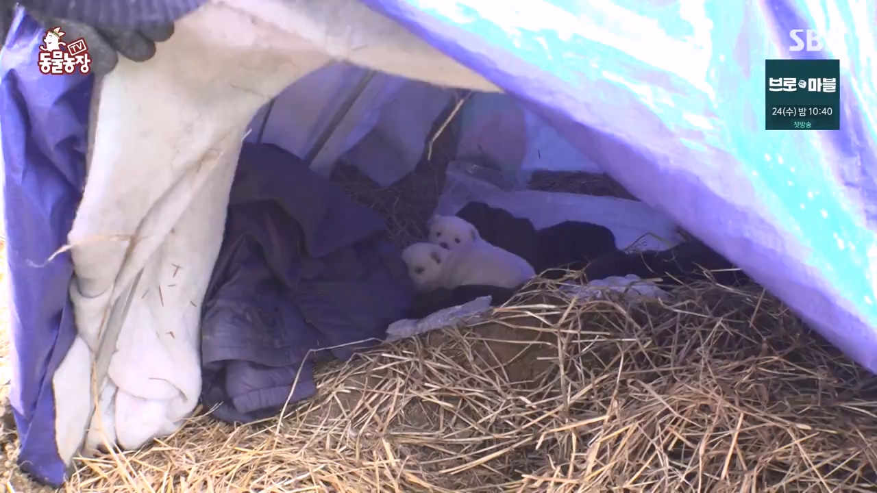 TV 동물농장.E1155.240122p-NEXT.mp4_20240121_145927.990.jpg