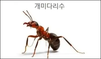 개미다리수