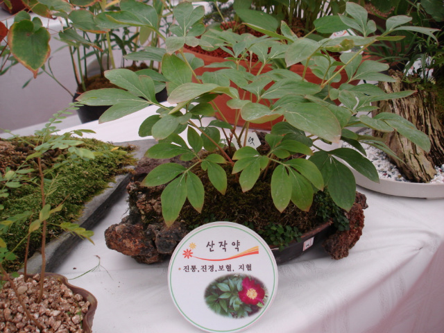  약용식물의 보관 관리 및 식물별 특성