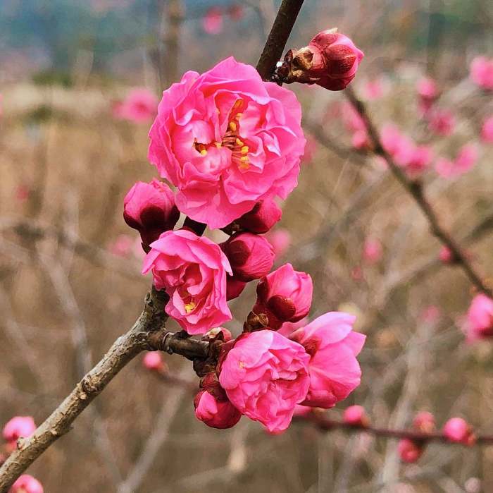 생방송오늘저녁 진주 매화숲 1년에 한 달만 개방 홍매화 매화꽃 식물원