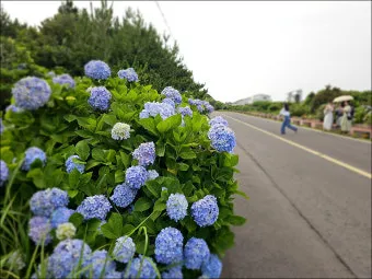 6월 제주도 가볼만한곳 10선 숨은 명소 맛집 코스_13