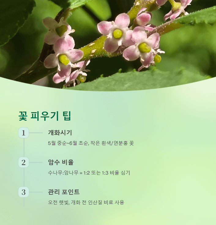 낙상홍 꽃