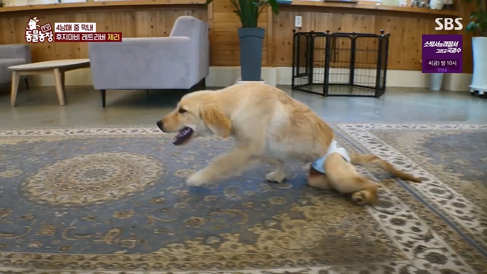 TV 동물농장.E1129.230716p.H264-F1RST.mp4_20230716_183615.124.jpg