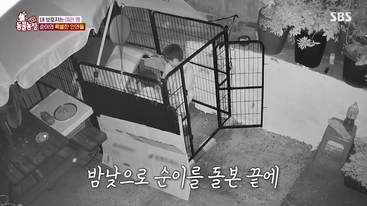 TV 동물농장.E1143.231030p-NEXT.mp4_20231029_162400.327.jpg