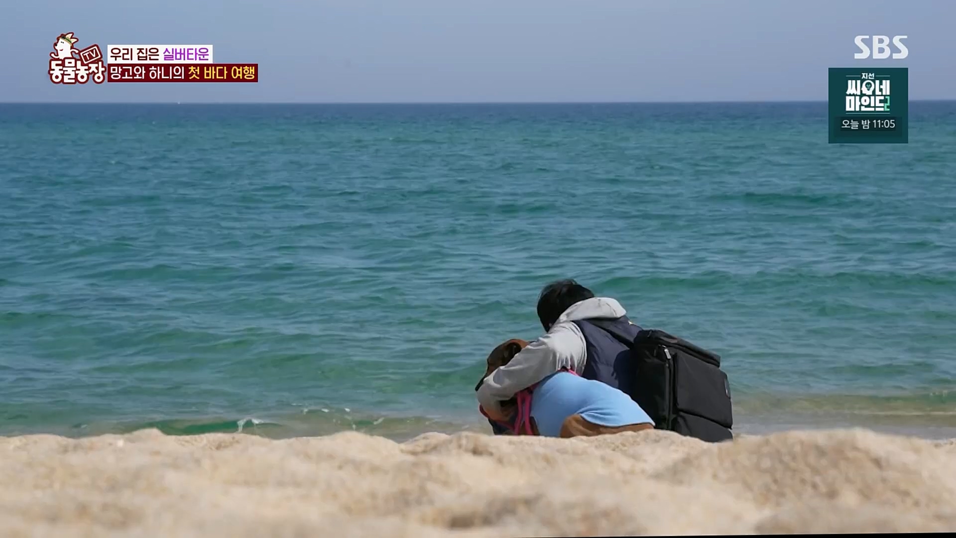 TV 동물농장.E1115.230409p.H264-F1RST.mp4_20230409_173058.960.jpg