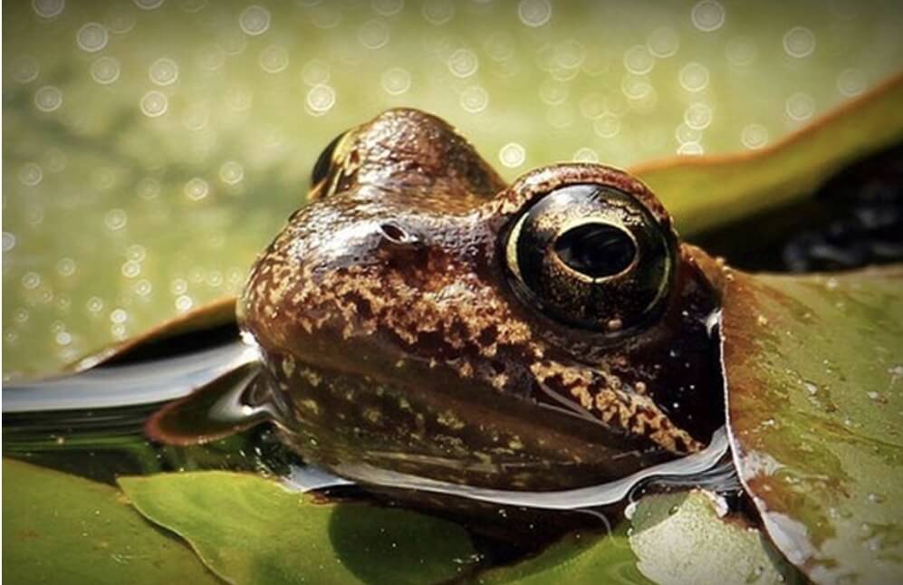 개구리가 물속에서 얼굴만 밖으로 내밀고 있다