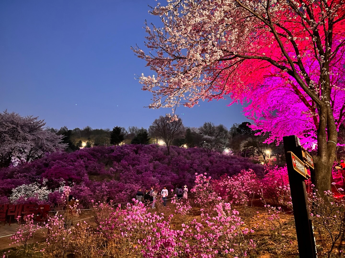 진달래동산 정상