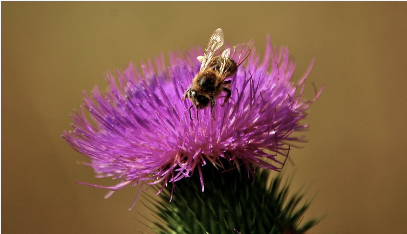 밀크씨슬 위에 꿀벌