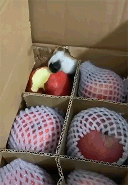  [웃는하루] 사과를 맛있게 먹는 방법