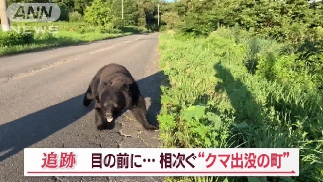 일본은 곰 때문에 난리네요... 한달 새 71명 사상 ㅠㅠ