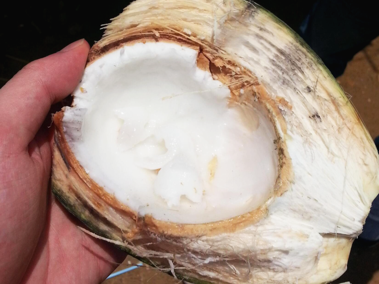 코코넛 속살
