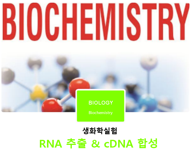 생화학실험 | RNA 추출 & cDNA 합성 생화학실험 | RNA 추출 & cDNA 합성