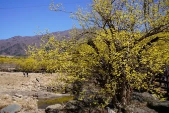 구례 산수유축제 기간 산수유마을 개화시기_19