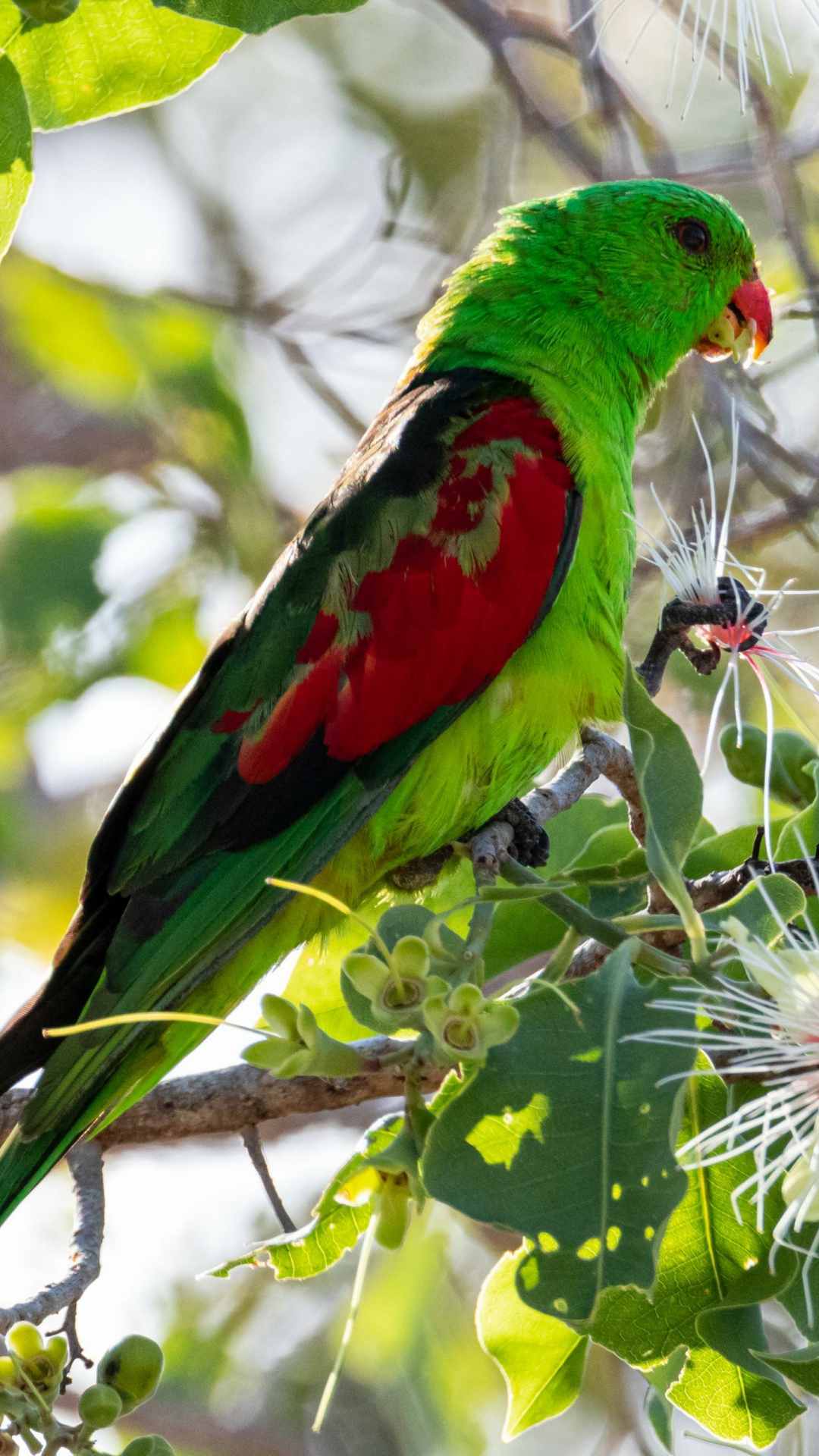 Parrot Animal Photo iPhone Wallpaper