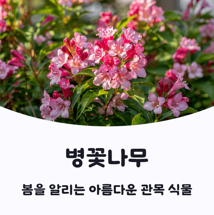 병꽃나무