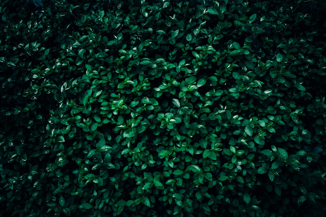 Hedge.