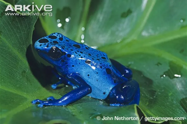 염색독화살개구리(Dyeing poison dart frog&#44; Dendrobates tinctorius)