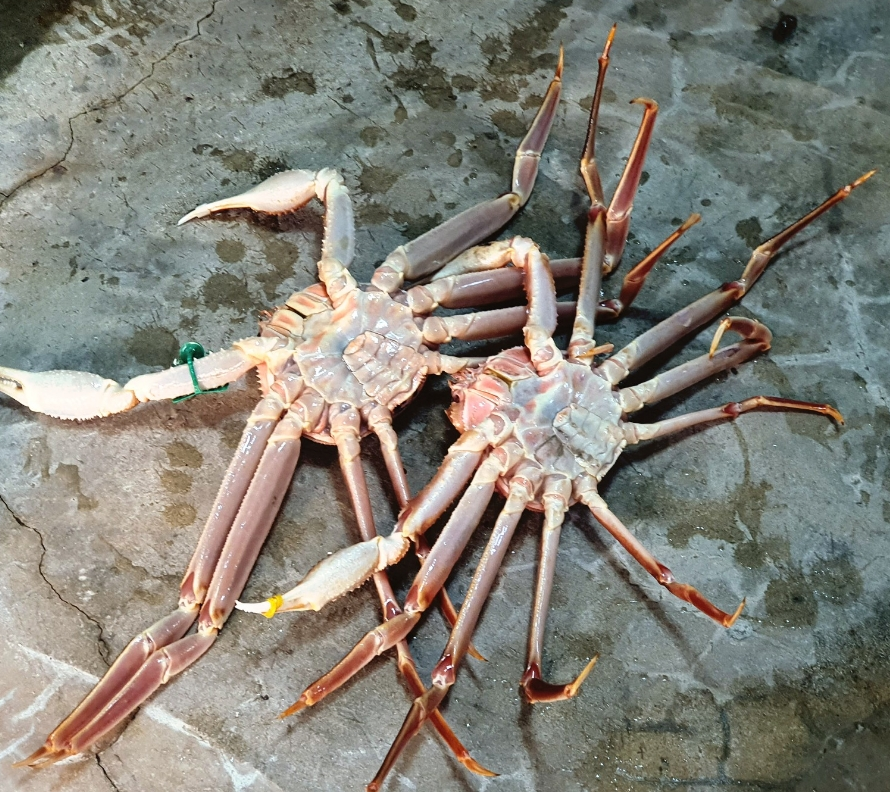  영덕 대게 맛집 경정항 동일호 선주집
