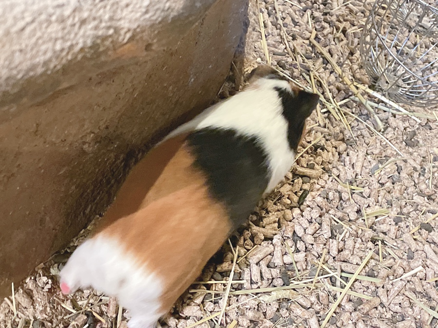 기니피그 키우기 기니피그 키우기수명과 주의점 (집 4